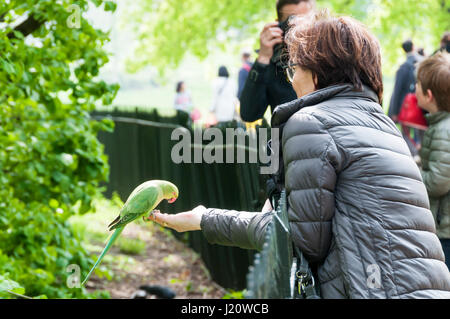 Frau, Fütterung wild Ring-necked Papageien aus ihrer Hand in den Kensington Gardens. Stockfoto