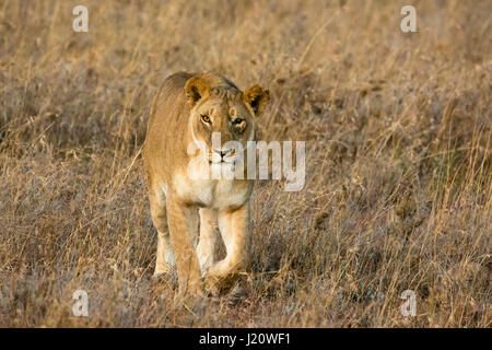 Einäugige wilde Löwin, Panthera Leo, zu Fuß in Richtung und Blick in die Kamera, Ol Pejeta Conservancy, Kenia, Ostafrika, weibliche Löwen jagen. Stockfoto