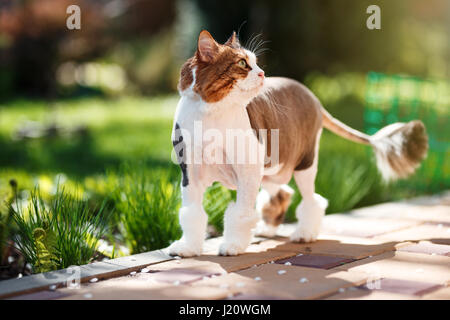 Hauskatze Spaziergänge im Hof an einem sonnigen Frühlingstag Stockfoto