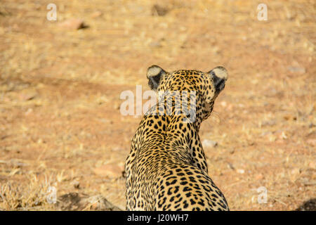 Ansicht von hinten von oben von einem einsamen wild afrikanischen Leoparden Panthera Pardus, am Buffalo Springs Game Reserve, Kenia, Ostafrika, Stockfoto