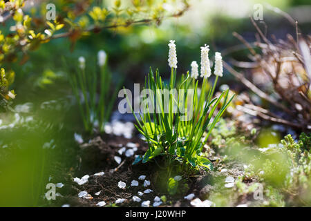 Weiße Muscari Neglectum Blumen im Frühlingsgarten Stockfoto