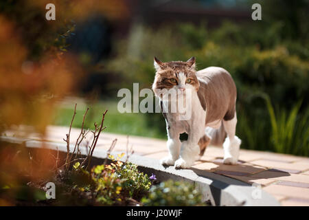 Hauskatze Spaziergänge im Hof an einem sonnigen Frühlingstag Stockfoto