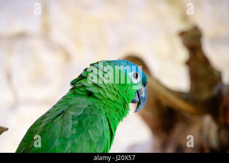 Blaue Fronted Amazon Parrot posiert Stockfoto