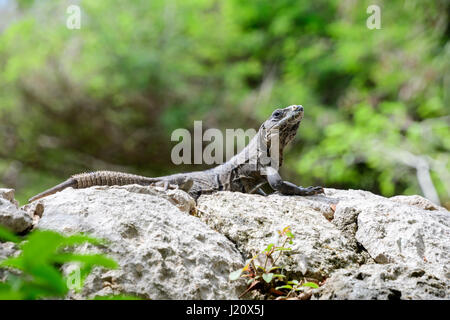 Eidechse sonnte sich auf einem Felsen Stockfoto