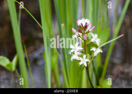 Menyanthes Trifoliata in Blüte Nahaufnahme Stockfoto