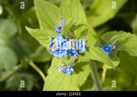 Grüne Alkanet in Blüte Nahaufnahme Stockfoto