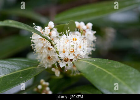 Prunus Laurocerasus Kirschlorbeer Stockfoto