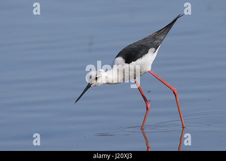 Erwachsene schwarz geflügelte Stelzenläufer Stockfoto