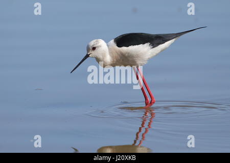 Erwachsene schwarz geflügelte Stelzenläufer Stockfoto