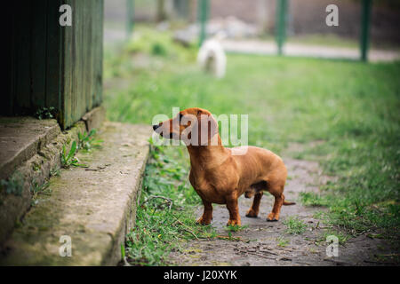 Dackel Hund im Freien. Wunderschöne Dackel Stand in der Nähe des Hauses auf dem grünen Rasen. Standard-Kurzhaar-Dackel in der Natur. Niedliche kleine Stockfoto