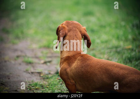 Portrain im Profil der Dackel Hund im Freien. Wunderschöne Dackel stehend auf dem grünen Rasen. Standard-Kurzhaar-Dackel in der Natur. Niedlich Stockfoto