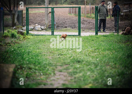 Dackel Hund im Freien. Wunderschöne Dackel gehen zu seinem Herrn. Standard-Kurzhaar-Dackel in der Natur. Dackel. Niedlichen kleinen Hund auf natu Stockfoto