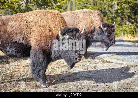 Zwei amerikanische Bisons (Bison Bison) im Yellowstone-Nationalpark, Wyoming, USA. Stockfoto