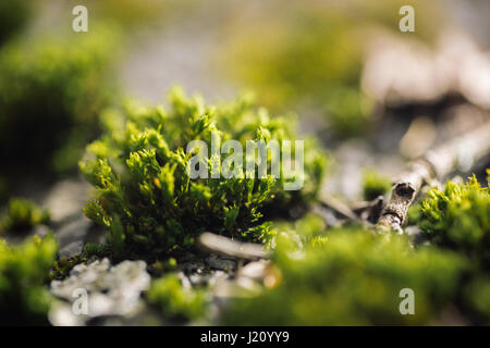 Makro des grünes Moos. Makro-Fotografie der Natur hautnah. Farbe heller Hintergrund mit erstaunlichen Bokeh. Moos Flechten Hintergrund auf dem Grunge ce Stockfoto