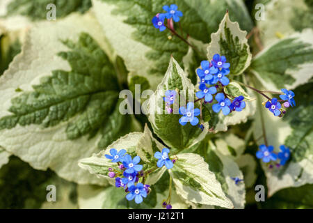 Brunnera macrophylla ' Dawson's White' Stockfoto