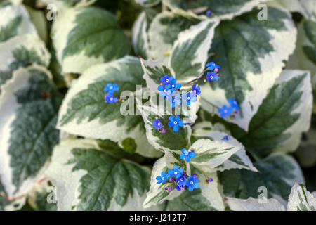 Brunnera macrophylla ' Dawson's White' Stockfoto