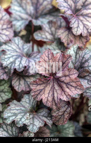 Heuchera ‘Zinnveil’, Blatt Heucheras Stockfoto