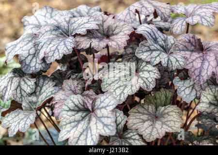 Getuftete Heuchera „Zinnschleier“ Korallenglocken Heuchera Geaderte Blätter Wachsen Dekorative Tuft April Garden Laub Hardy Heucheras Pflanze Mehrjährig Stockfoto