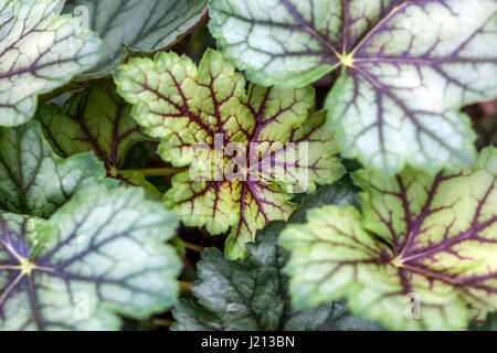 Geäderte Blätter Heuchera Fresh New Blattwerk Stockfoto