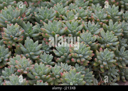 Grün und rosa sukkulenten Pflanzen in einem Garten. Stockfoto