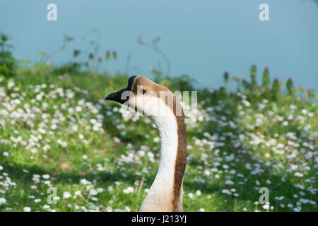 Bild Kopf Gans auf Natur Hintergrund Stockfoto