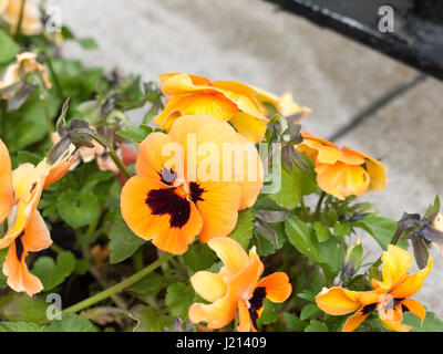 Wunderschöne orange und schwarz Blütenköpfchen im Feld auf der Vorderseite des Haus ziemlich bunt verzierten und lebendige einzigartige Blüte blühende frische reife Frühling Stockfoto