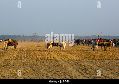 Bullock-Kartrennen in ländlichen Gegend in Jessore während der Wintersaison. Bangladesch. Stockfoto