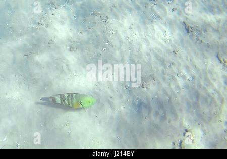 Guban Fisch Arten Cheilinus Undulatus schwimmend auf dem Boden in der Nähe von einem Korallenriff im Roten Meer in Hurghada, Ägypten, Sonne, Wellen, unter Wasser. Stockfoto