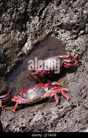 GRAPSUS ADSCENSIONIS. ROTE FELSEN-KRABBE. SALLY LIGHTFOOT KRABBEN. SONNEN SIE SICH AUF DEN FELSEN AUF DER INSEL LANZAROTE. Stockfoto