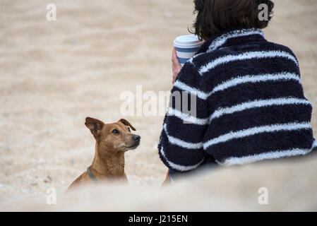 Ein Hund seinem Besitzer auf Fistral Beach in Newquay, Cornwall betrachten. Stockfoto