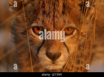 Ein junger Gepard direkt in die Kamera schauen Stockfoto