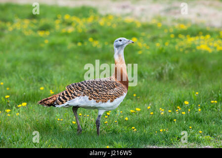 Die Großtrappe (Otis Tarda), Teil des UK-Wiedereinführung-Systems. Beachten Sie die Flügel-Tag auf diese Person. Männchen werden angezeigt. Stockfoto