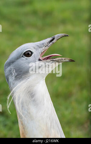 Die Großtrappe (Otis Tarda), Teil des UK-Wiedereinführung-Systems. Leiter des rufenden Männchen. Stockfoto