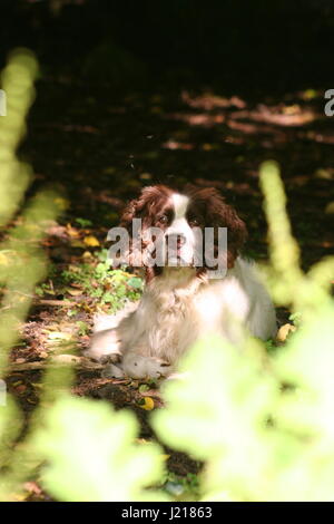 Braune & weißen English Springer Spaniel Stockfoto