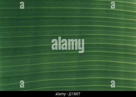 Nahaufnahme der Banane Blatt Textur abstrakten Hintergrund Stockfoto