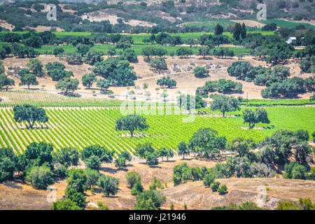 Spalieren Weinstöcke trail entlang der Zeilen eines Weinbergs inmitten der sanften Hügel und Berge von Santa Ynez Tal Wein-Land in Kalifornien Stockfoto