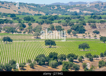 Spalieren Weinstöcke trail entlang der Zeilen eines Weinbergs inmitten der sanften Hügel und Berge von Santa Ynez Tal Wein-Land in Kalifornien Stockfoto