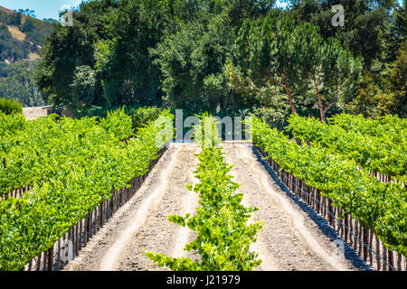 Spalieren Weinstöcke trail entlang der Zeilen eines Weinbergs inmitten der sanften Hügel und Berge von Santa Ynez Tal Wein-Land in Kalifornien Stockfoto