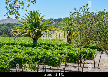 Palmen in einem Weinberg in den Santa Ynez Valley in Südkalifornien in der Nähe von Los Olivos, CA, USA Stockfoto