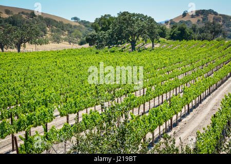 Spalieren Weinstöcke trail entlang der Zeilen eines Weinbergs inmitten der sanften Hügel und Berge von Santa Ynez Tal Wein-Land in Kalifornien Stockfoto