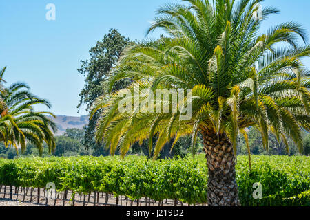 Palmen mit Blick auf die Zeilen eines Weinbergs inmitten der sanften Hügel und Berge von Santa Ynez Tal Wein-Land in Kalifornien Stockfoto