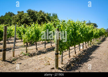 Spalieren Weinstöcke trail entlang der Zeilen eines Weinbergs inmitten der sanften Hügel und Berge von Santa Ynez Tal Wein-Land in Kalifornien Stockfoto