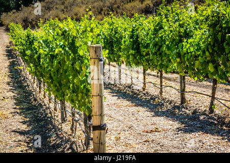 Spalieren Weinstöcke trail entlang der Zeilen eines Weinbergs inmitten der sanften Hügel und Berge von Santa Ynez Tal Wein-Land in Kalifornien Stockfoto