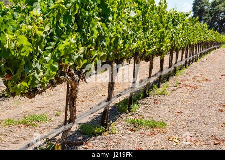 Spalieren Weinstöcke trail entlang der Zeilen eines Weinbergs inmitten der sanften Hügel und Berge von Santa Ynez Tal Wein-Land in Kalifornien Stockfoto