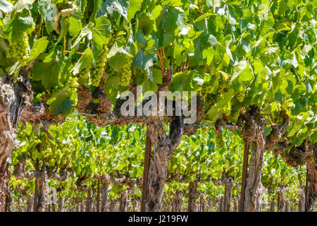 Spalieren Weinstöcke trail entlang der Zeilen eines Weinbergs inmitten der sanften Hügel und Berge von Santa Ynez Tal Wein-Land in Kalifornien Stockfoto