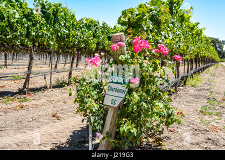 Spalieren Weinstöcke trail entlang der Zeilen eines Weinbergs inmitten der sanften Hügel und Berge von Santa Ynez Tal Wein-Land in Kalifornien Stockfoto