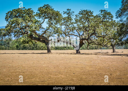 Drei Eichen Coastal kämpfen im Santa Ynez Valley während der Dürre in dieser semiariden Wine Country in Südkalifornien Stockfoto