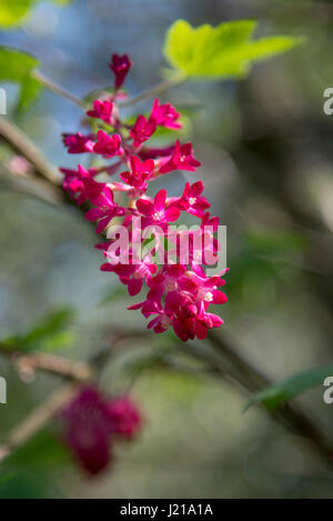 Nahaufnahme eines Ribes Sanguineum (Blüte Johannisbeere) mit roten Blumen im Frühling Sonnenschein. Stockfoto