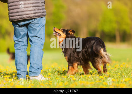 Mann mit einem Australian Shepherds auf der Wiese Stockfoto