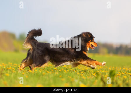 Bild von einem Australian Shepherd läuft über die Wiese Stockfoto